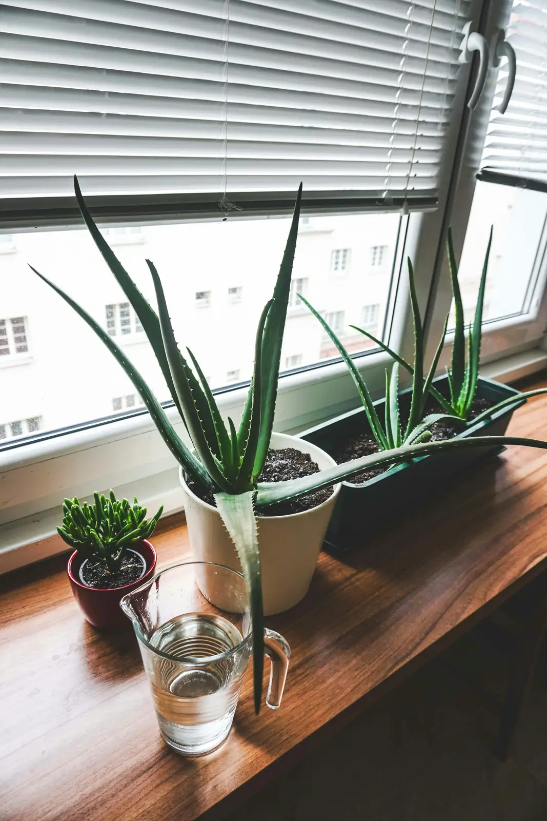 aloe vera shade summer
