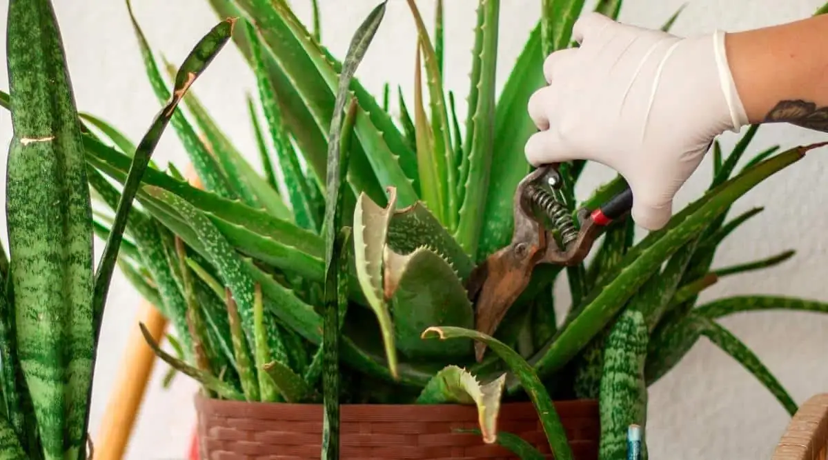 aloe vera pruning autumn
