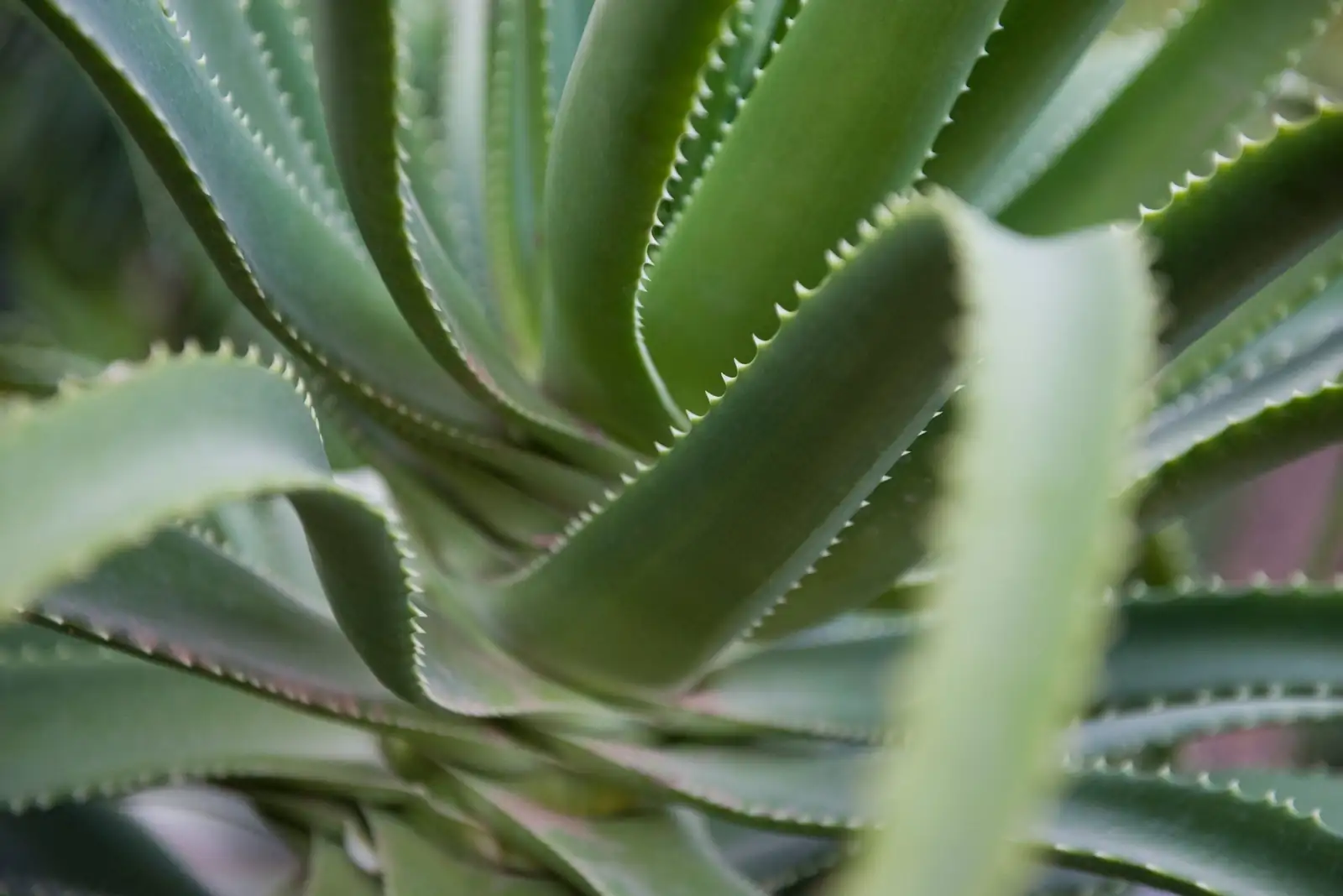 aloe vera leaves with scale insects