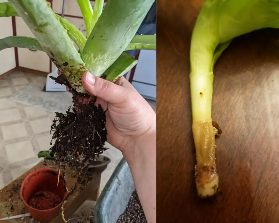 aloe vera with root rot