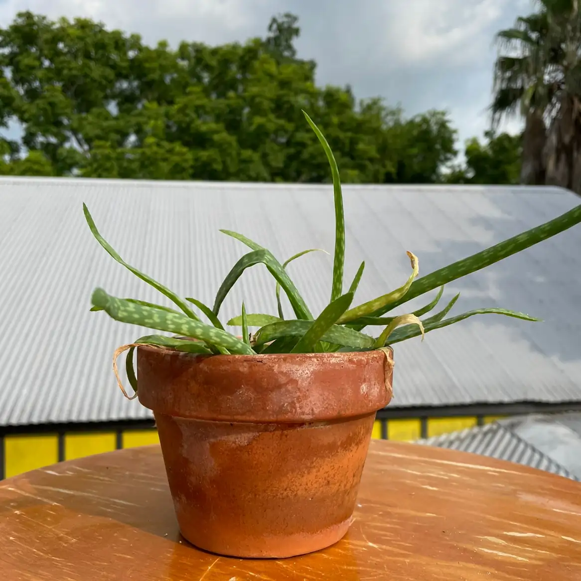 aloe vera in shallow pot