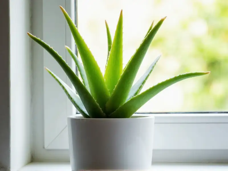 aloe vera with sunlight and shade