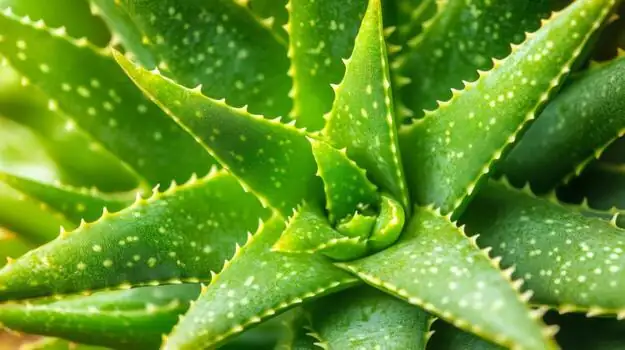 aloe vera close-up leaves