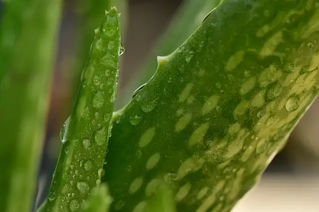 ancient Egyptian aloe vera use