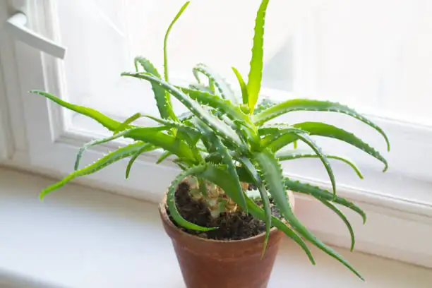 aloe vera on windowsill