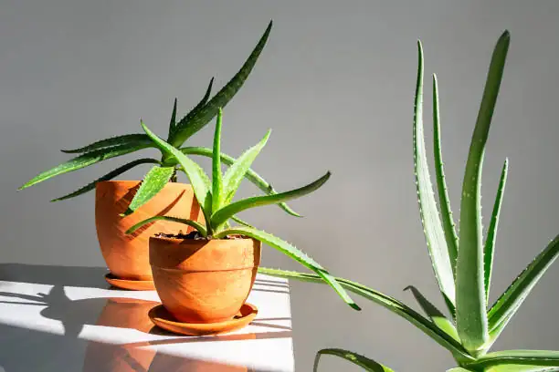 aloe vera in living room decor