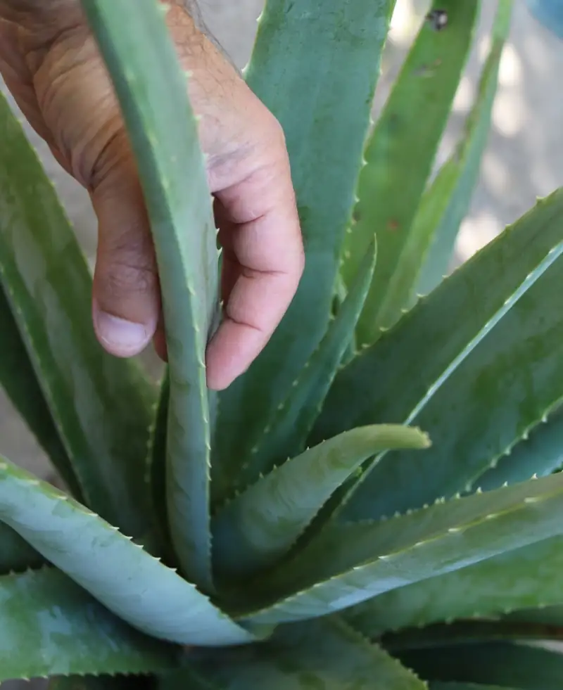 historical use of aloe vera