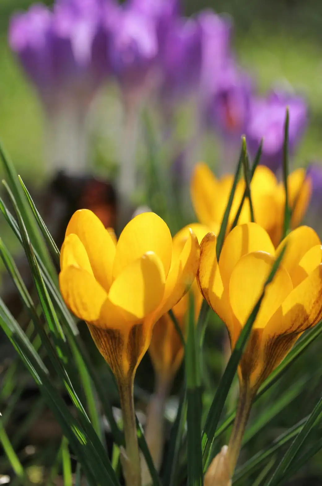 crocus morning sunlight