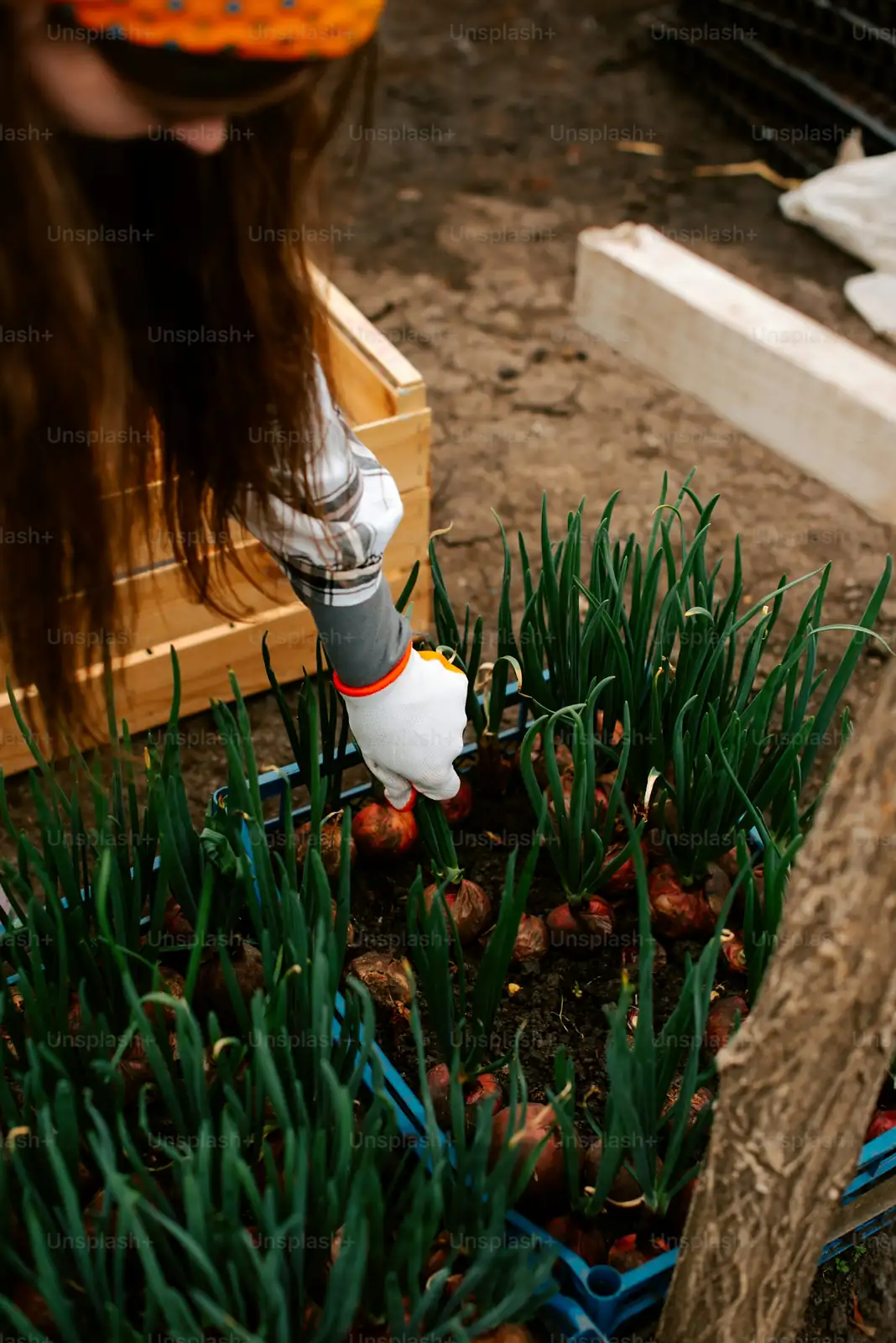 watering crocus soil