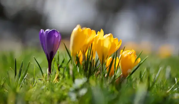 crocus soil preparation