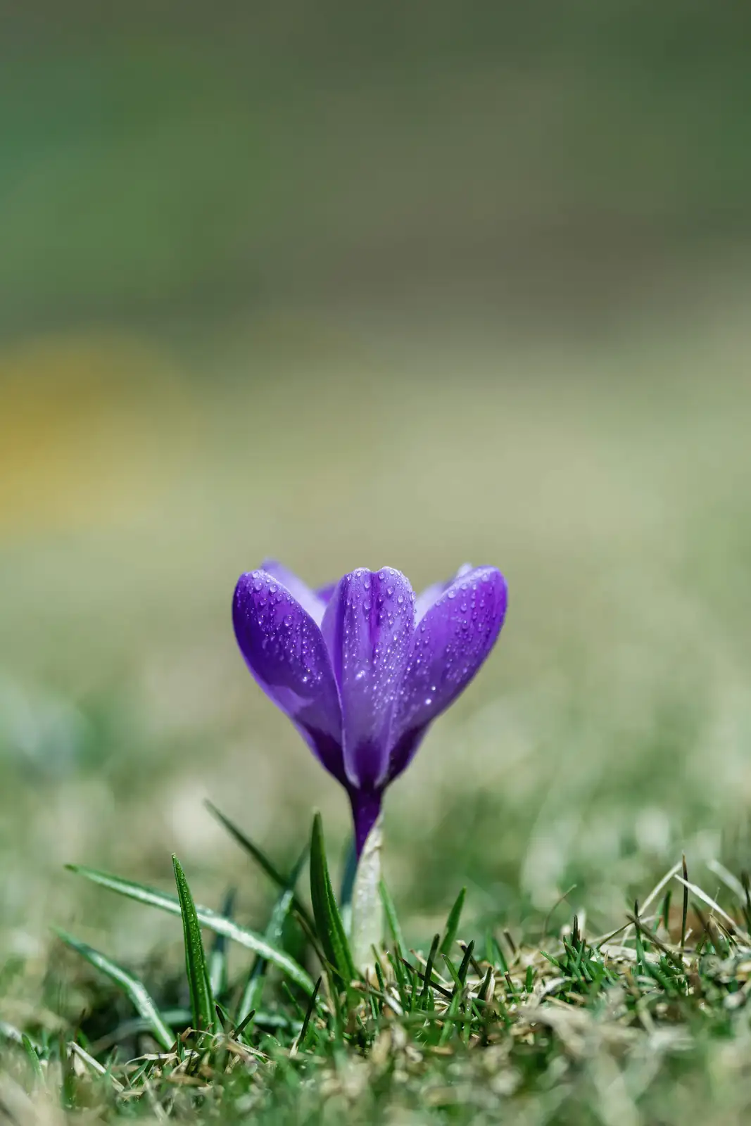 saffron corms in soil
