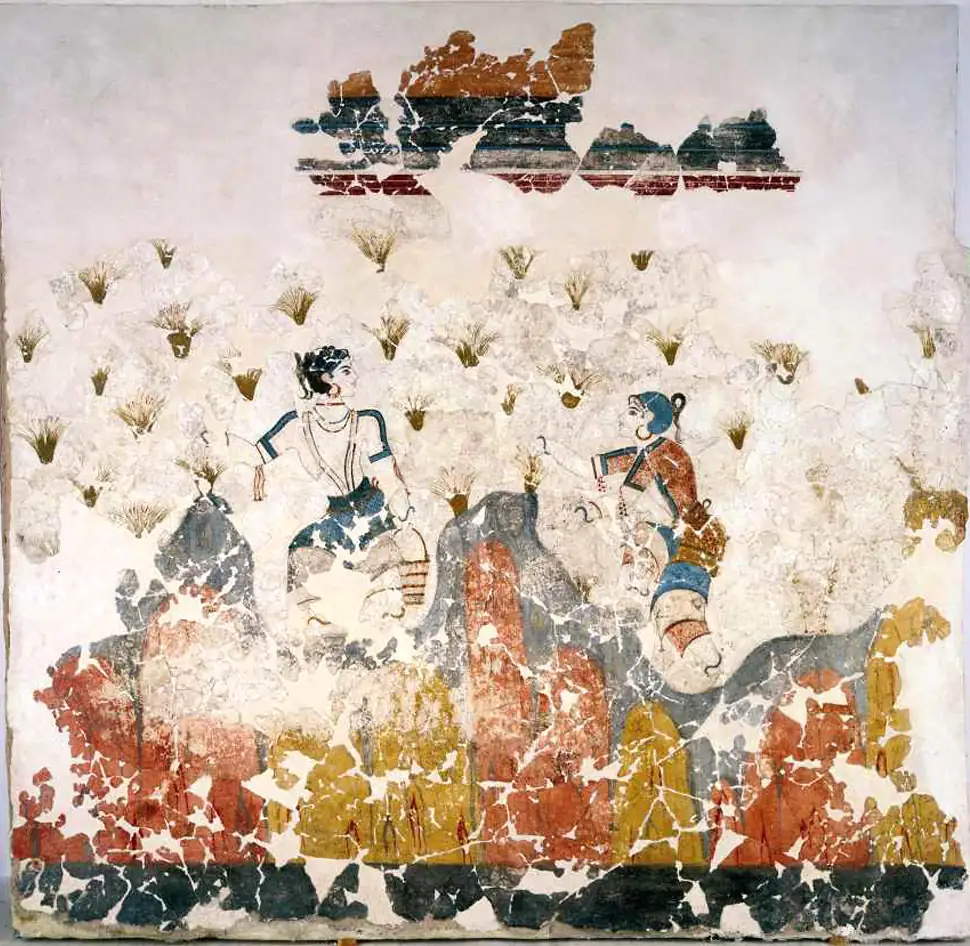 saffron crocus harvest fresco