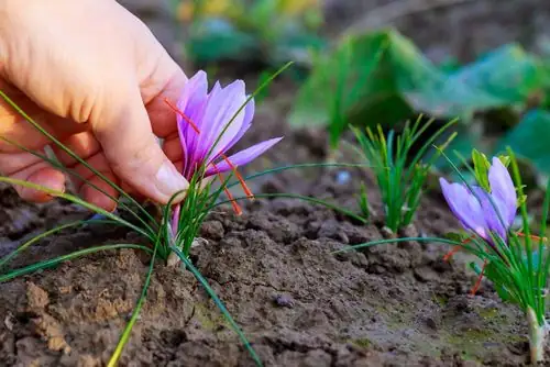 saffron crocus hand harvesting