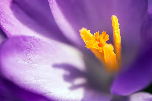 saffron crocus three stigmas macro