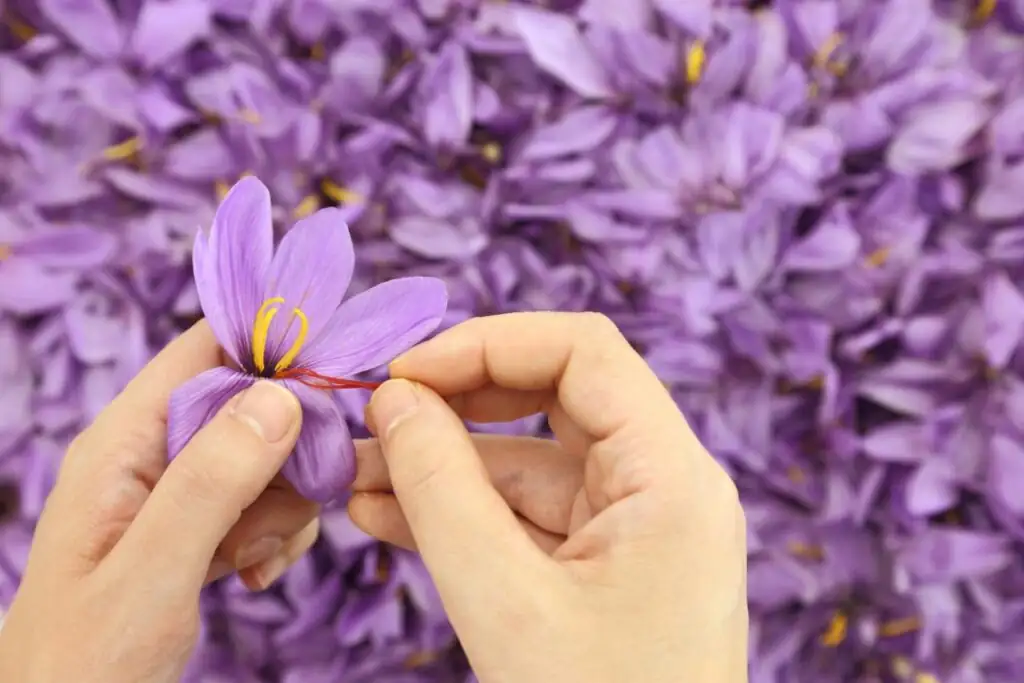 saffron crocus hand picking stigmas