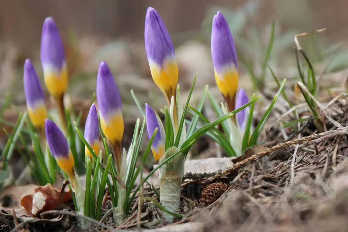 saffron crocus corms sandy soil