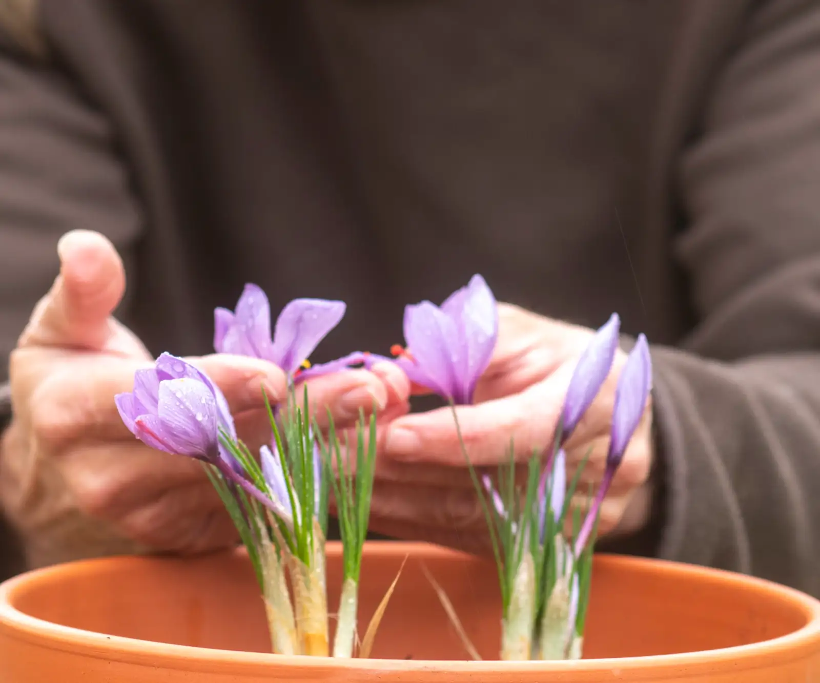 saffron crocus watering pot