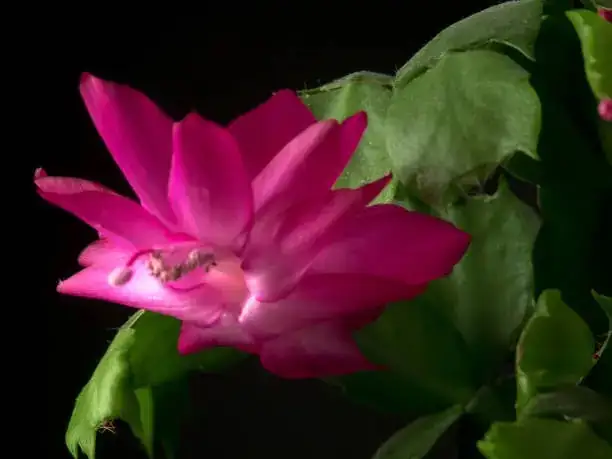 蟹爪兰的花语：探索它在文化中的象征意义