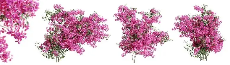 bougainvillea pruning process