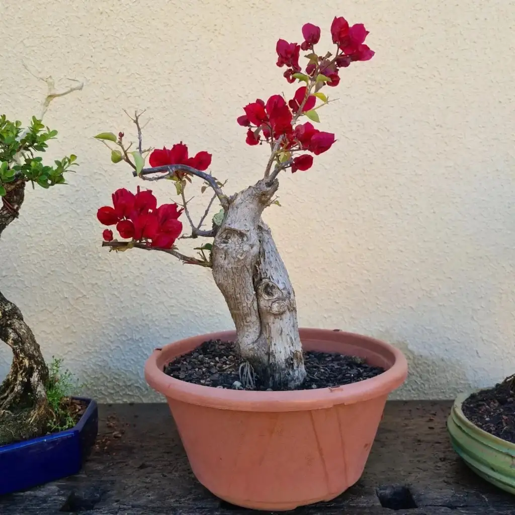 bougainvillea bonsai styles