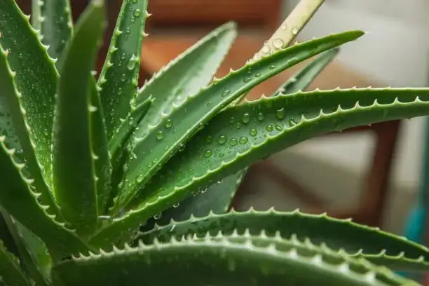 aloe vera care watering