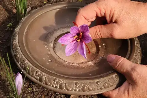 saffron crocus stigma jar