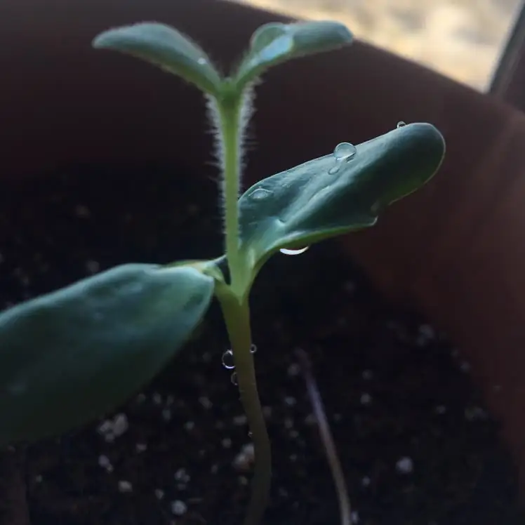 sunflower watering soil morning