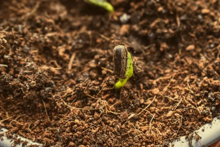 sunflower seedlings in pots sunlight