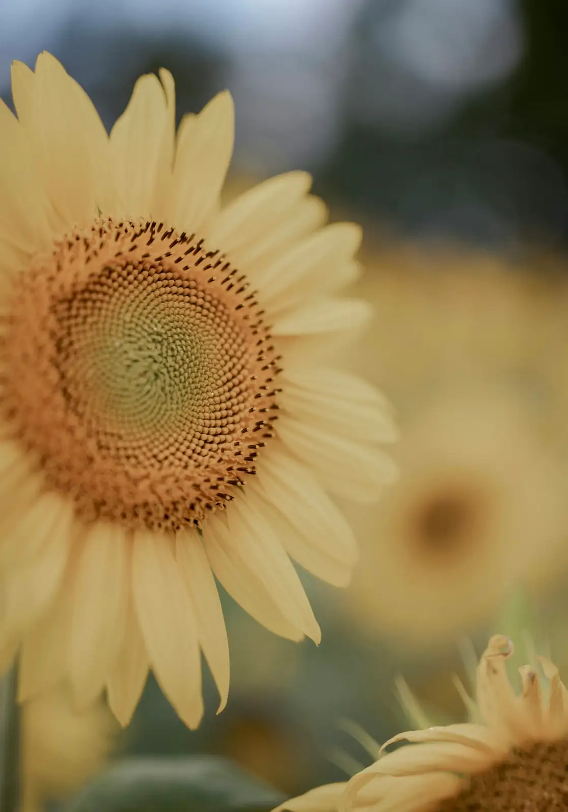 sunflower bloom round head close-up
