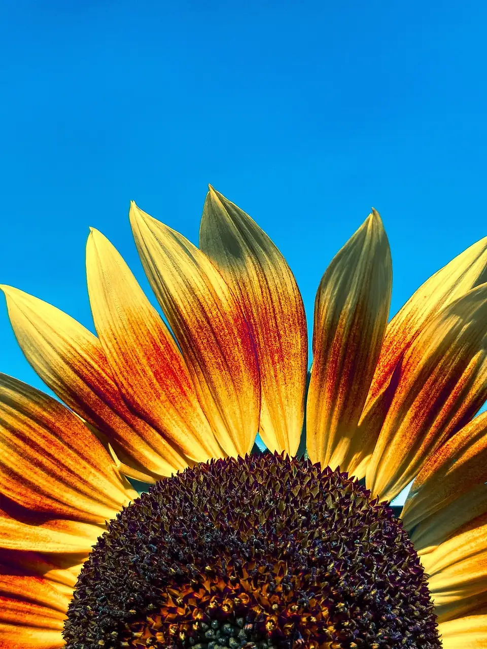sunflower staking figure eight tie