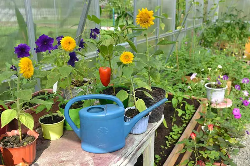 sunflower dwarf tomato cage support