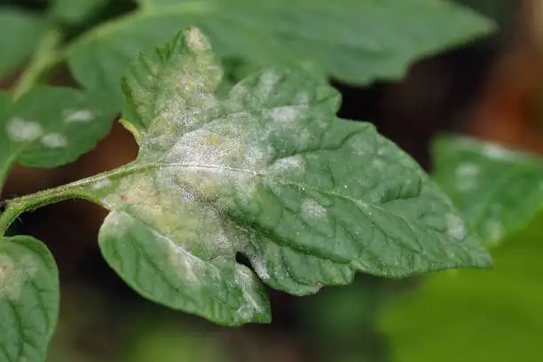 sunflower powdery mildew leaf close-up