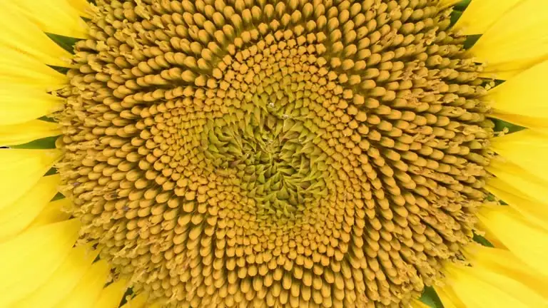sunflower head rot sclerotinia close-up
