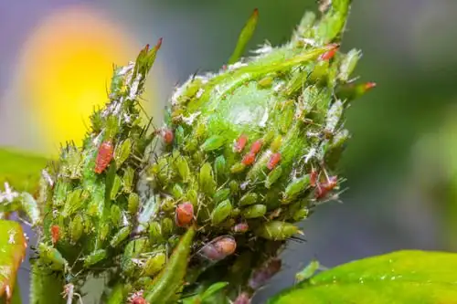 sunflower aphids on bud close-up