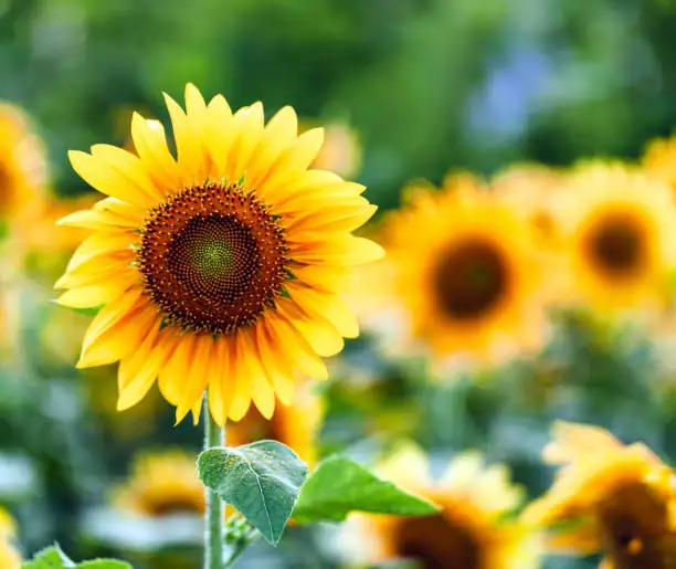 sunflower head mesh bag protection