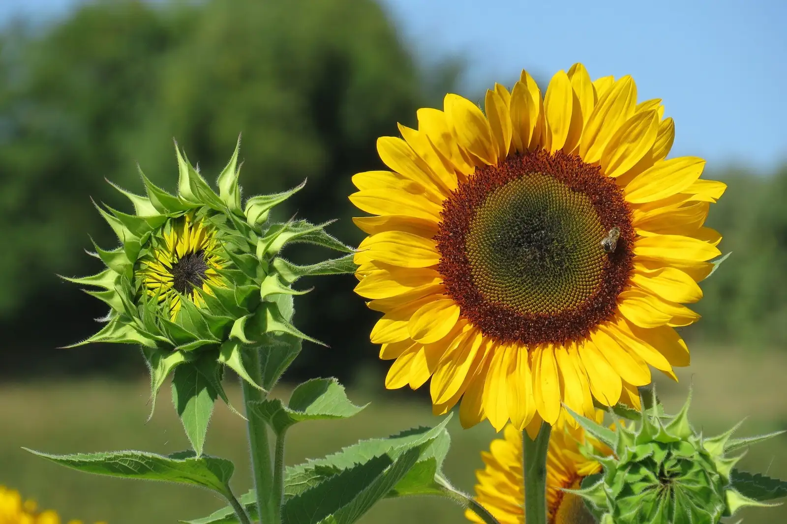 sunflower bud tracking sun