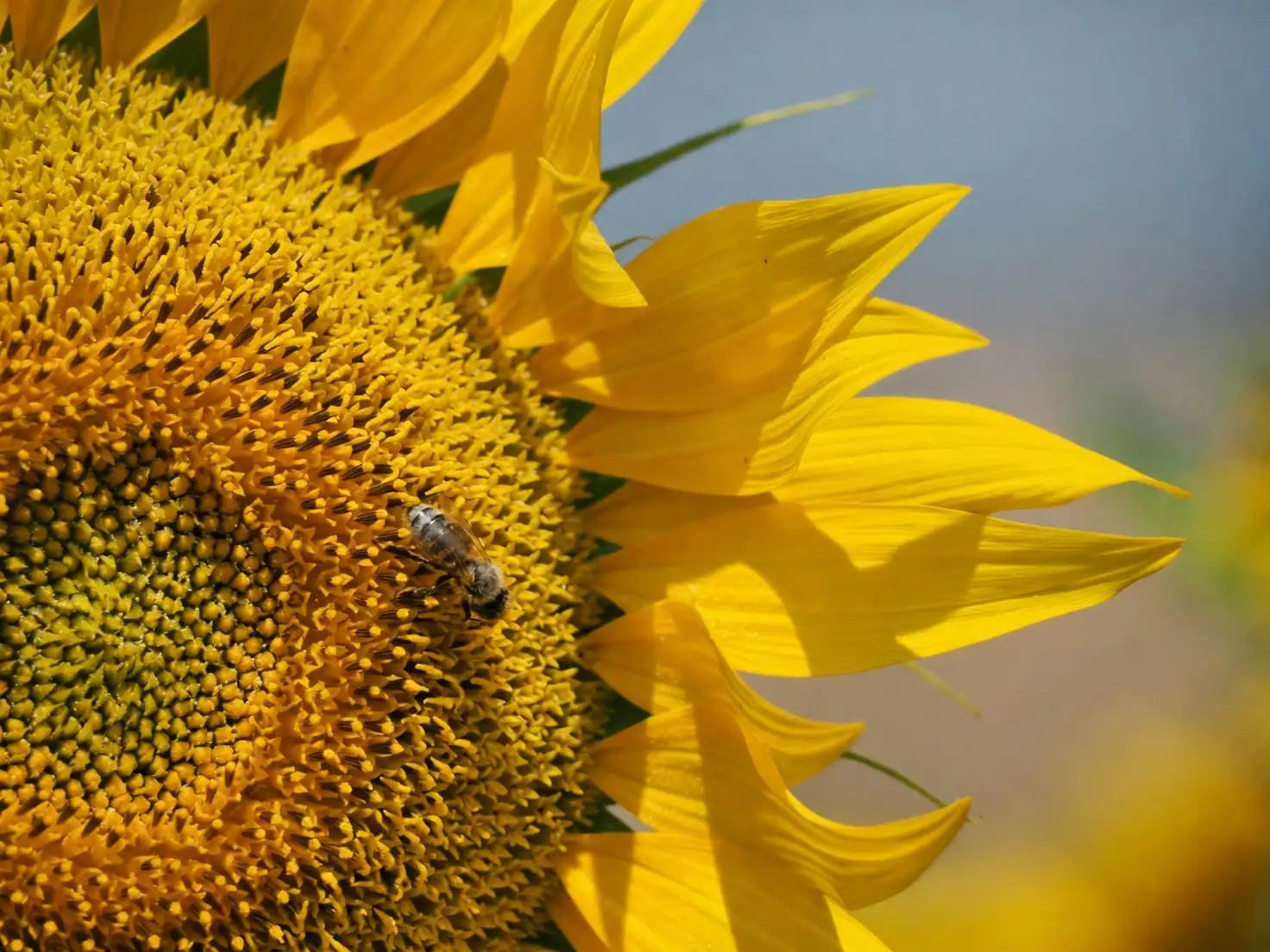 sunflower with bees morning light