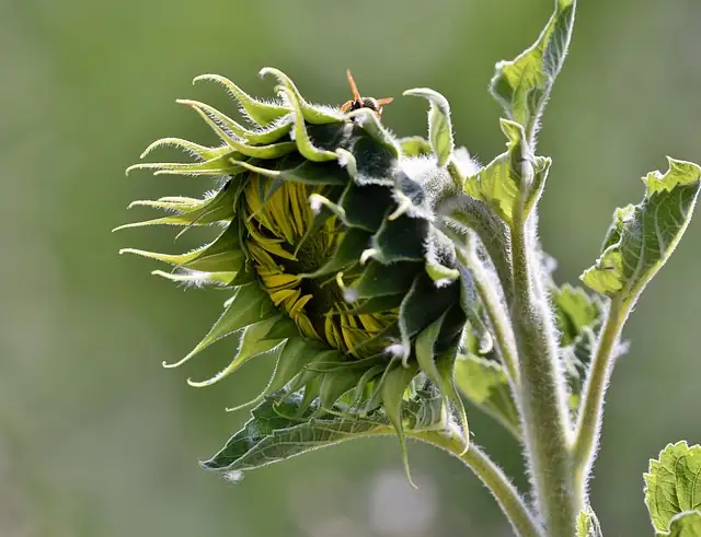 sunflower seedling two lamps