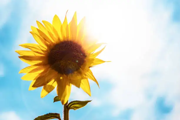sunflower turning toward sun