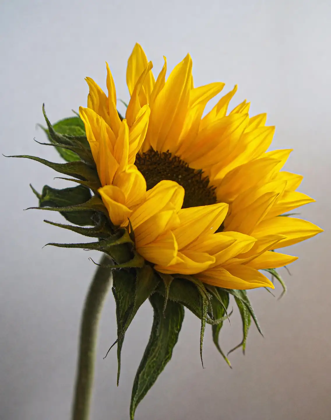 single sunflower bouquet kraft paper