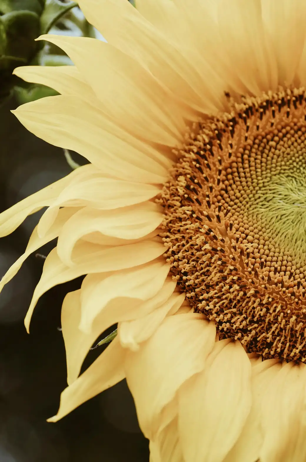 向日葵的斐波那契密码：从花盘螺旋到数学之美的亲子实验
