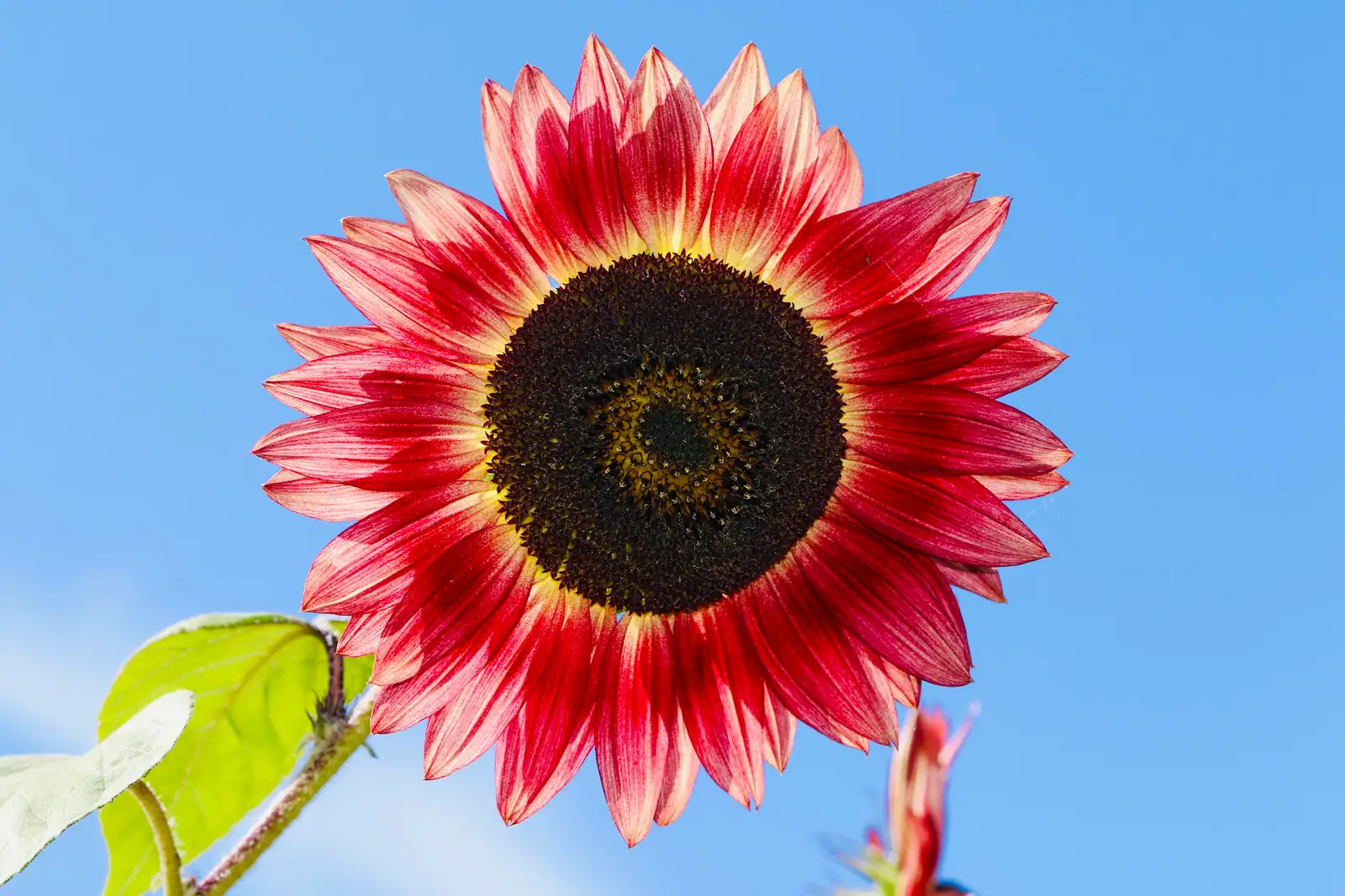 sunflower phyllotaxis golden angle diagram