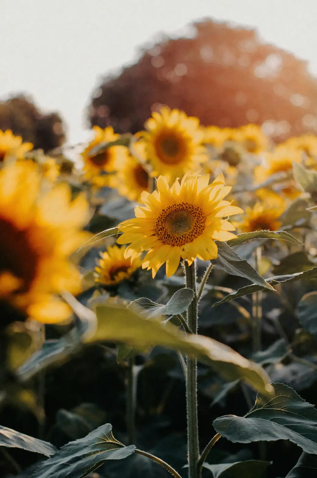 sunflower overhead photo with coin