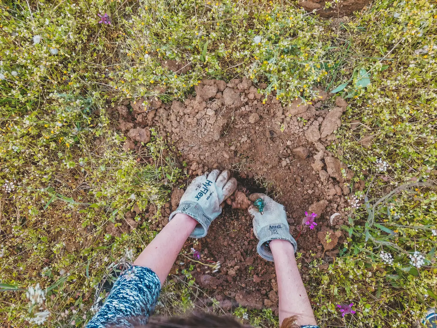 sunflower seed sowing hands