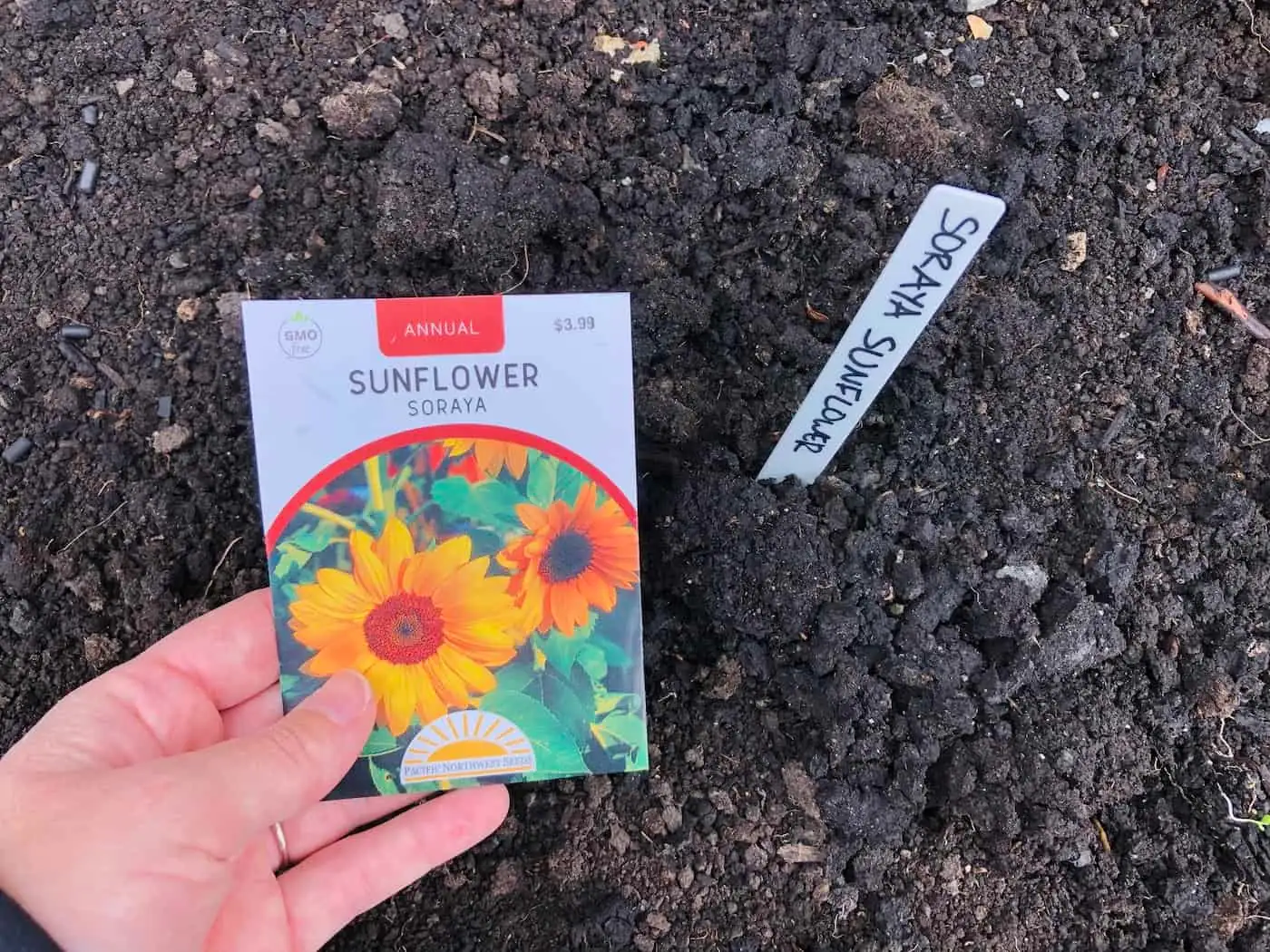 sunflower seeds planting depth