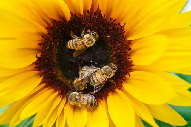 sunflower bees morning light