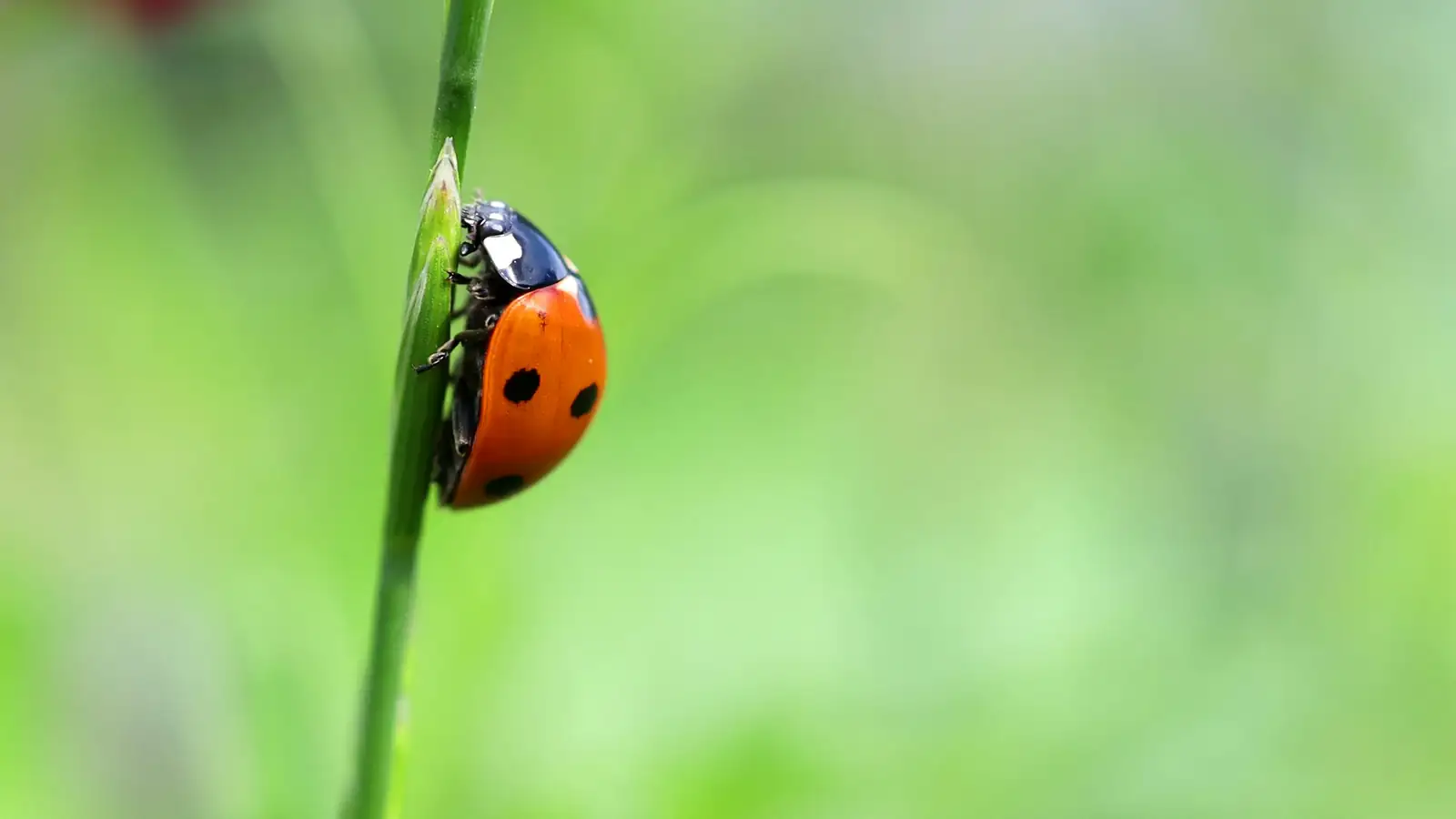 sunflower stem aphids ladybug