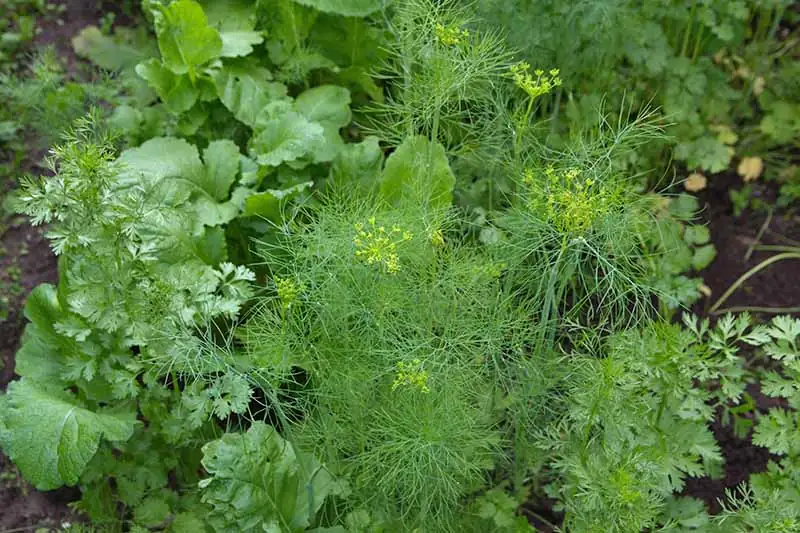 sunflower with basil dill lettuce