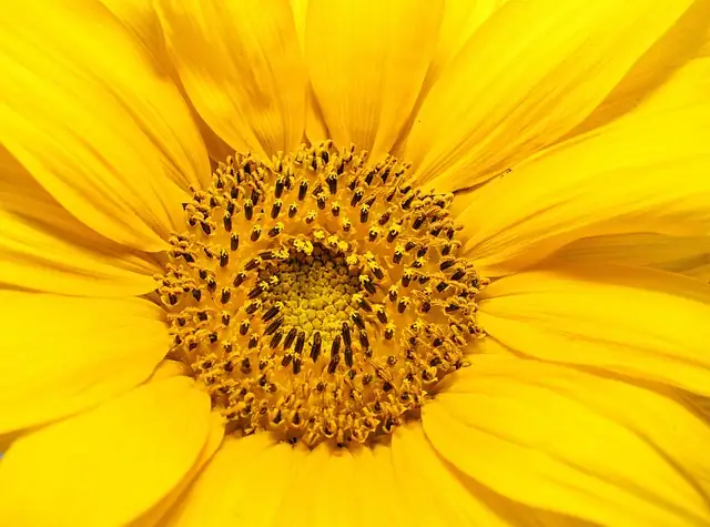 sunflower spacing garden layout