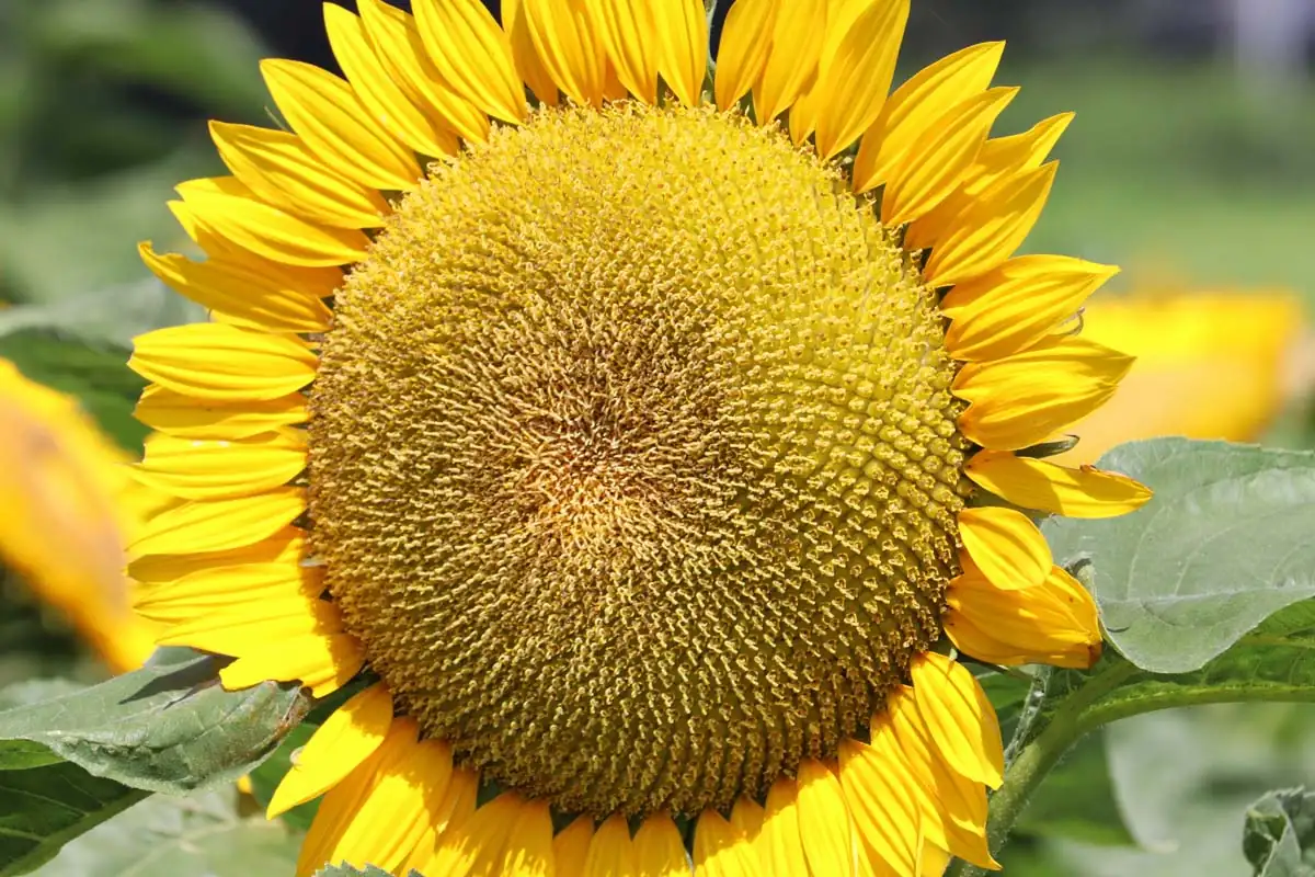 sunflower large seed head double bloom